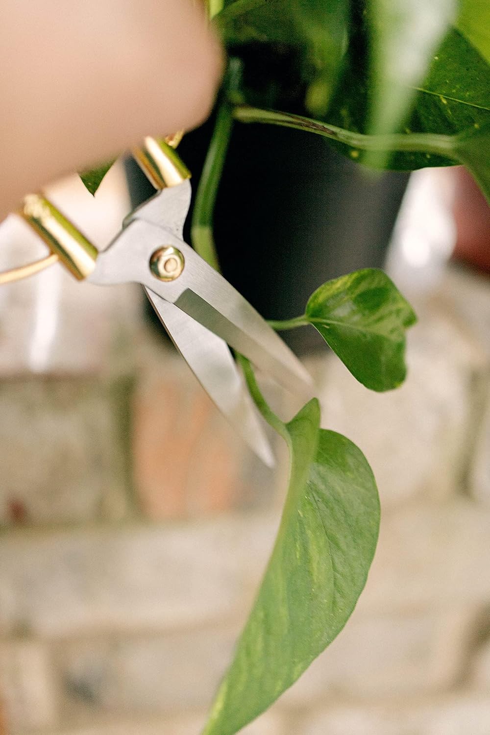 Premium Houseplant Scissors | 100% Stainless Steel, Ultra-Precise Garden Clippers for Propagation & Trimming | Rust-Resistant, Easy Clean Pruning Shears | Indoor & Outdoor | Comfortable & Ambidextrous